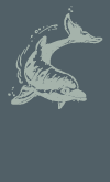 dolphin