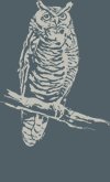 owl